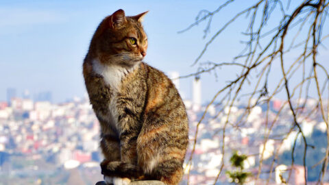 Istanbul Katze bei Pierre Loti