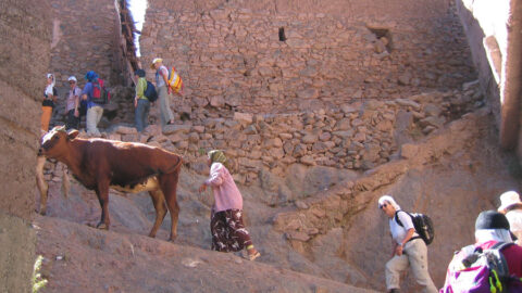 Marokko Maultiertrekking Kuh