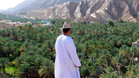 Oman Datteloase bei Nizwa