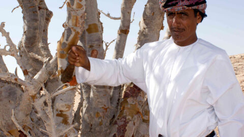 Oman Salalah Weihrauchbaum