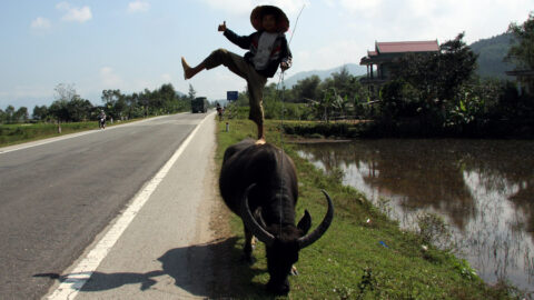 Vietnam Kind auf Wasserbueffel balancierend