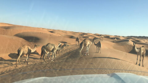 Oman Kamele in der Wahiba Wueste