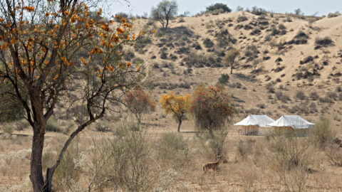 Indien Manvar Gazelle