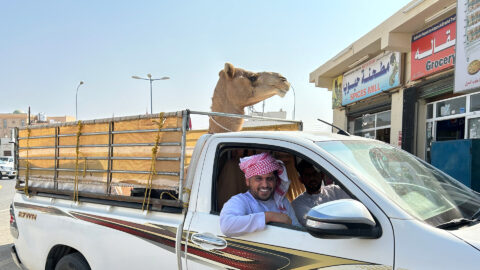 Oman Kamelmarkt