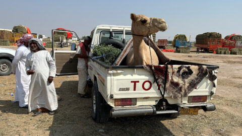 Oman mit Dromedar