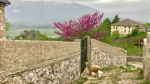 Albanien Schaf in Landschaft