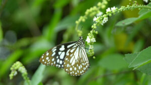 Kerala Schmetterling