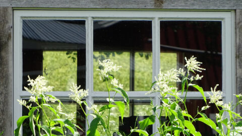 Finnland Äksyt-Ämmät-Fenster-mit-Blumen-1920-1080